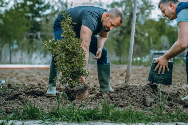 Best Tree Pruning Services  in Hawkins, TX